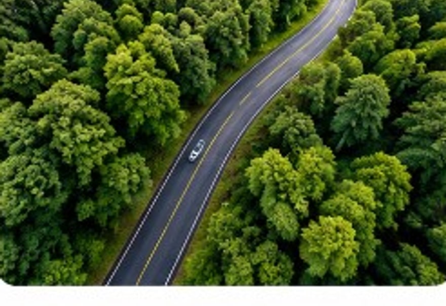 Scenic road winding through a green forest